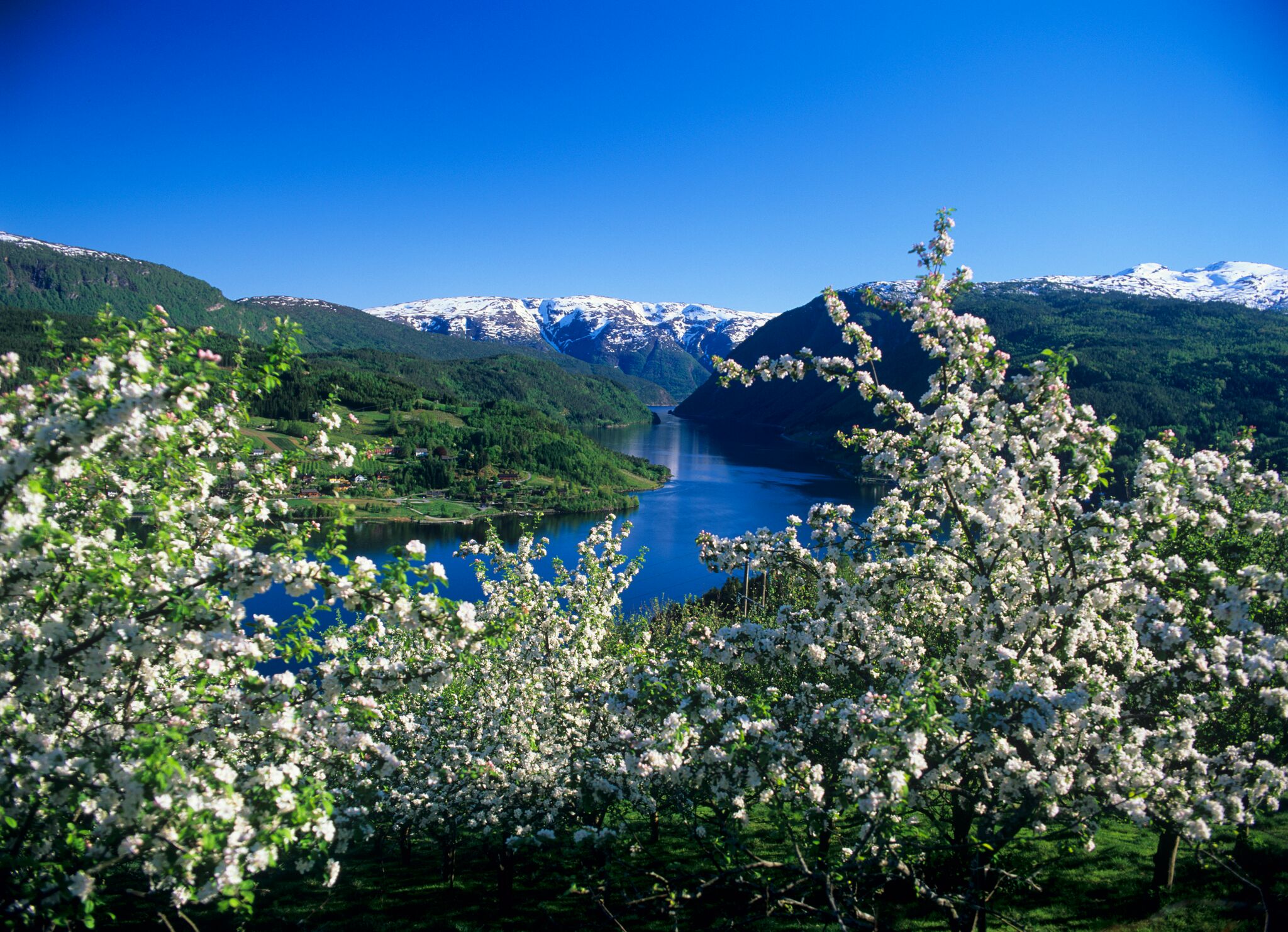Hardangerfjorden og epletrær som blomstrer