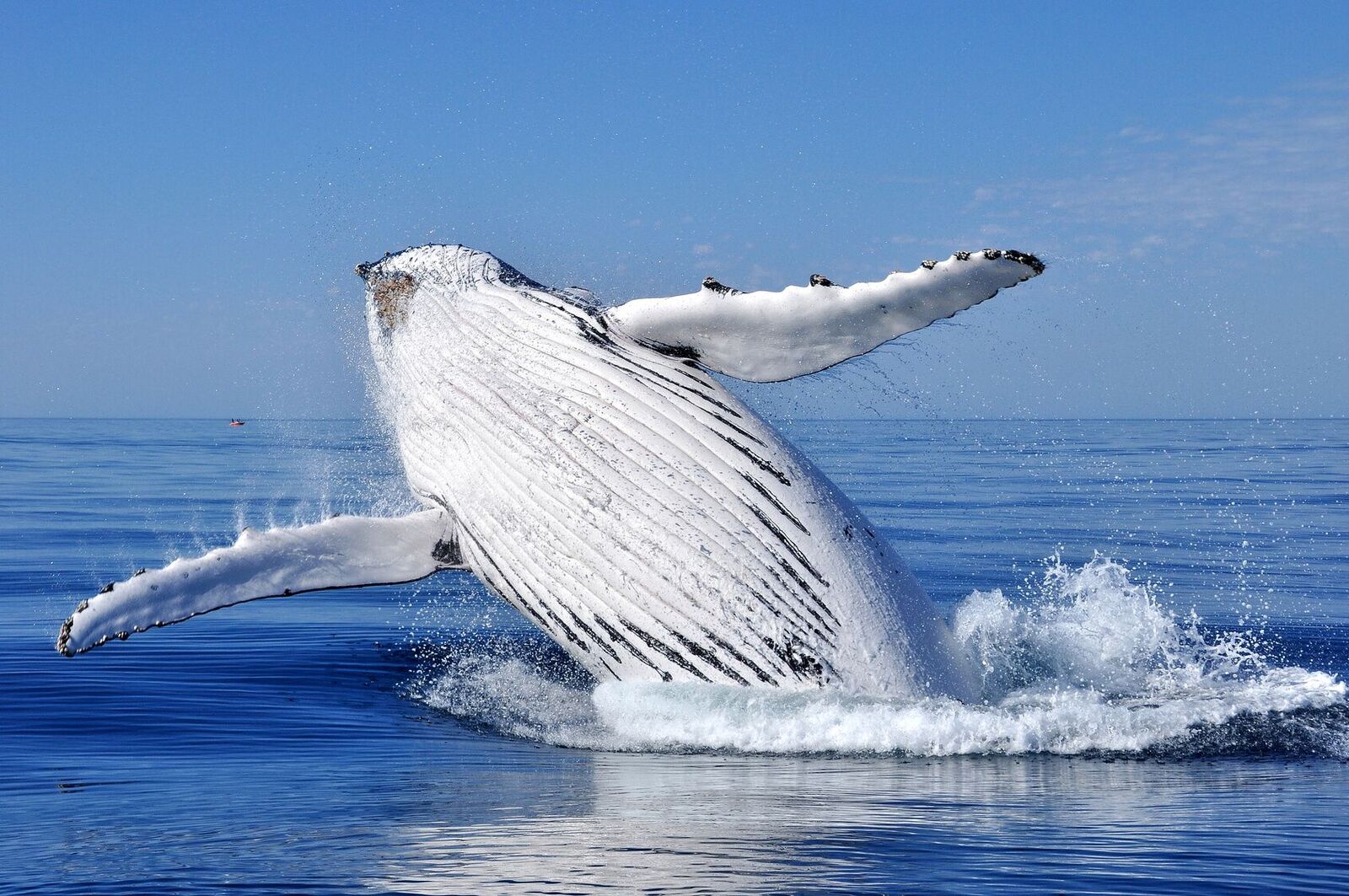 Spermhval som hopper i vannflaten. En flott gave til far som har alt: gi han en hvalsafari.