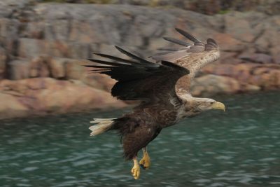 Havørn i Norge. Gi bort en unik gave til far som har alt.