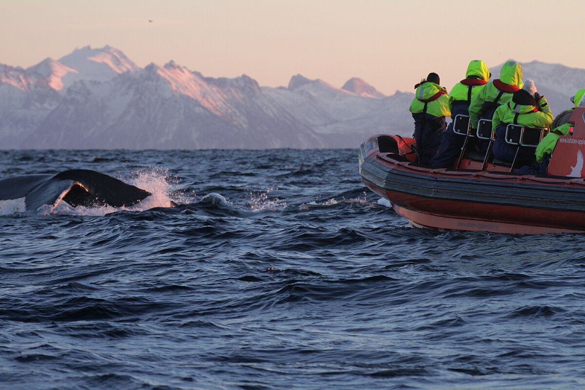 En båt fylt med mennesker på spekkhuggersafari i norge. Et fantastisk julegavetips til kjæresten han vil elske.