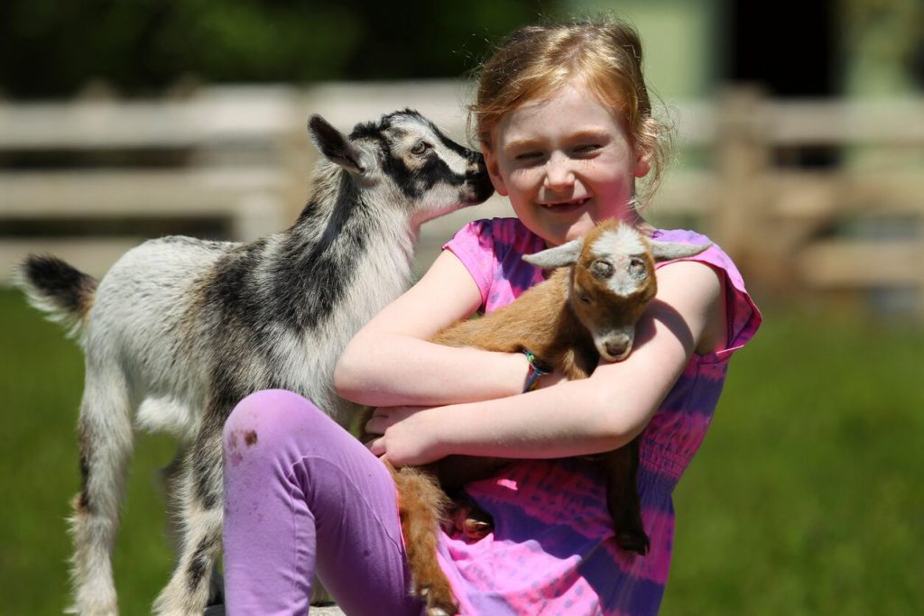 En jente som koser med en geit og en babygeit. Dyrepark er en av mange opplevelser i norge for familien.