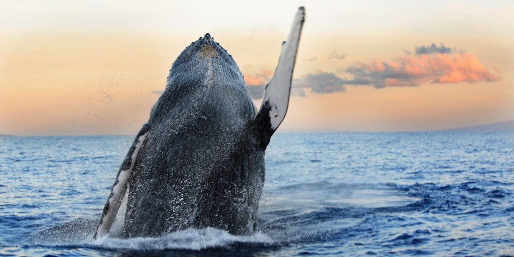 En hval som hopper opp av sjøen med en flott himmel bak. En spektakulær gave til sønn.