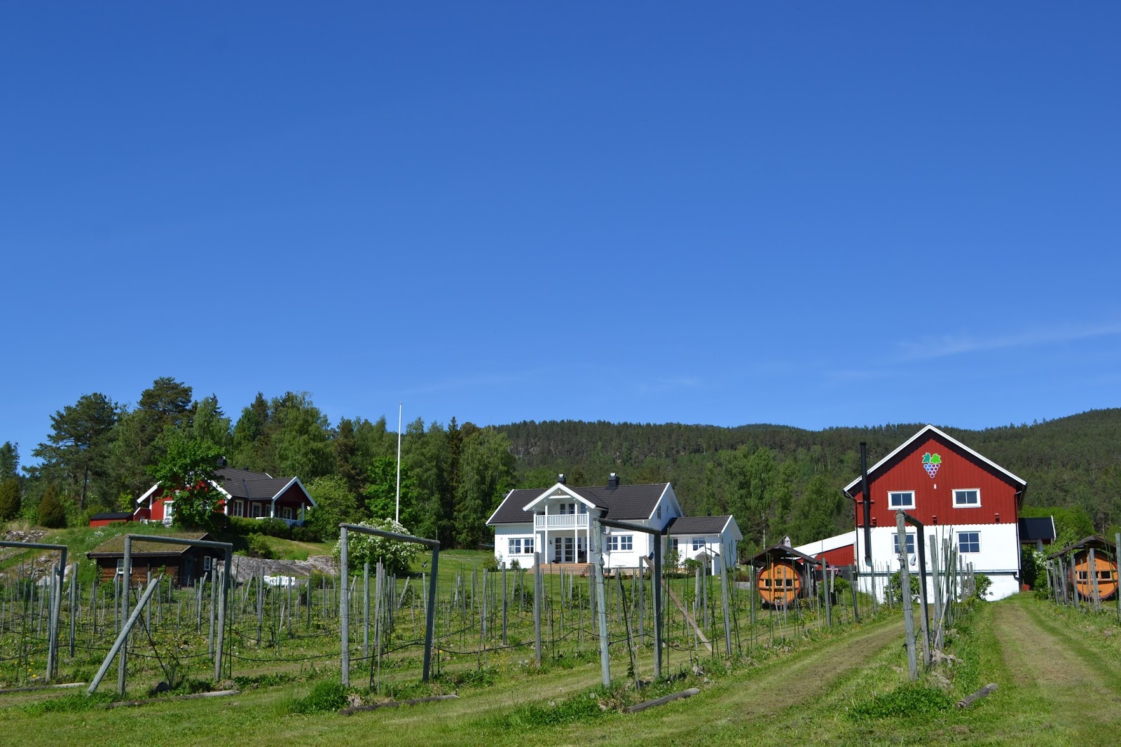 Idyllisk norsk vingård i Telemark.
