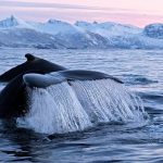 opplev det beste av norge på hvalsafari