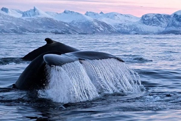 opplev det beste av norge på hvalsafari