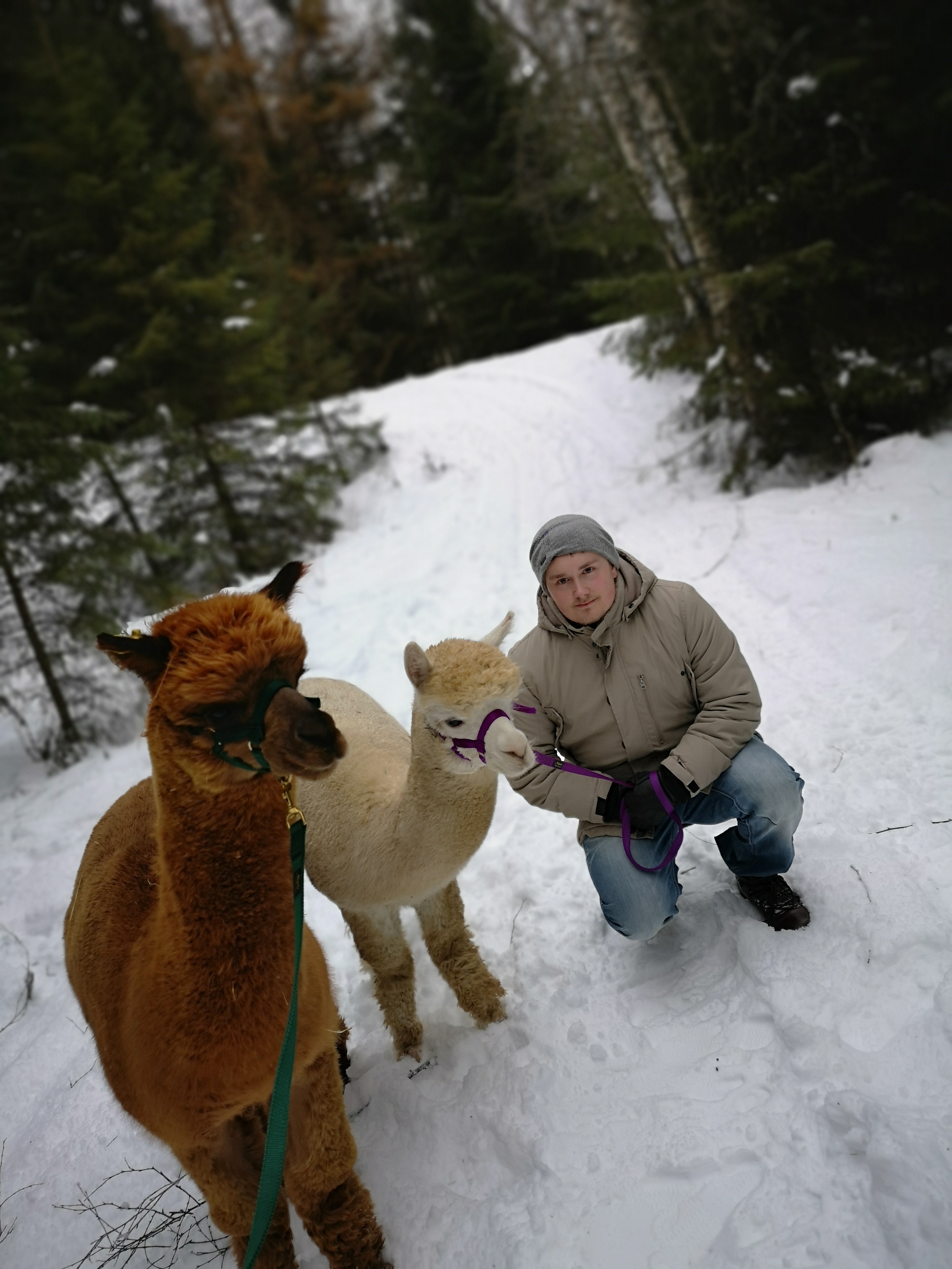 Tommy (26) ble overrasket med en Alpakkavandring: – Det føltes som ren terapi!