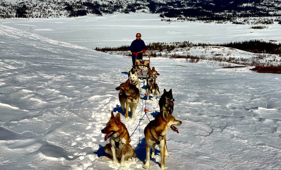Wenche (61) fra Stjørdal fikk en uforglemmelig hundekjøring til jul – “Hundene var i ett med naturen”