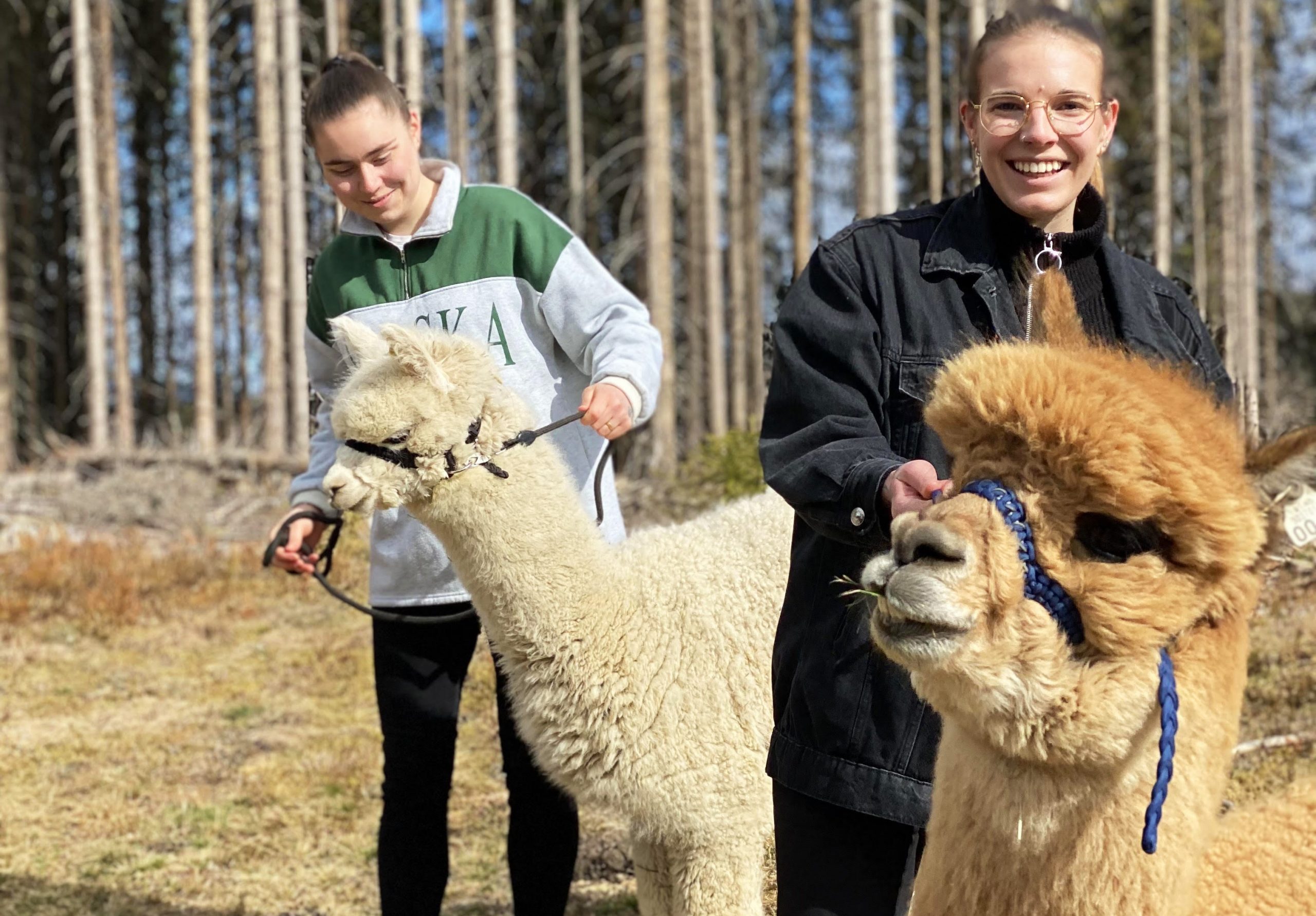 Susanne (26) fra Oslo storkoste seg på alpakkavandring – “Turen ble ikke som vi så for oss, den ble enda bedre”